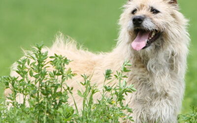 Le Bouvier des Ardennes